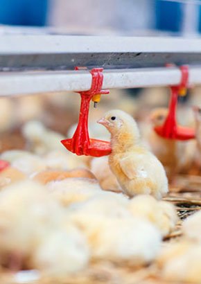 畜牧機械（xiè）解決方案